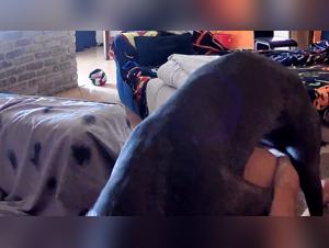 Domination brute : Une vache déchaînée terrasse une femme