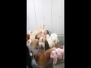 Chien et maîtresse dans un trio bestial