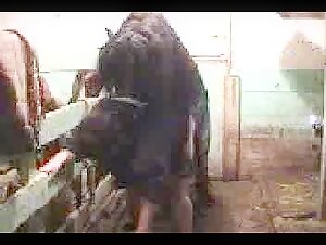 Horse and Woman: A Passionate Encounter