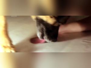 Orgie femministe: cane vs puttana scatenata