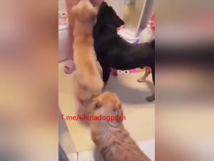 orgies asiatiques : dominatrices et leurs chiens dans un étau de désir