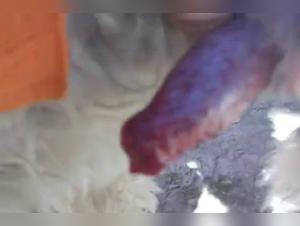 Explora el horizonte prohibido: orgias caninas asiaticas extremas