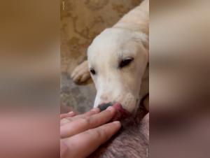 Canino Treats: foulin brutali controlli