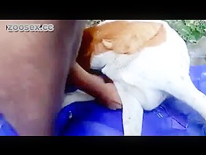 Mann hat Sex mit einer Hundin