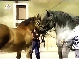 Woman and Horse: a Forbidden Meeting