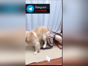 Disfrutacion asiatica zoofila: esclavitud canina intensa