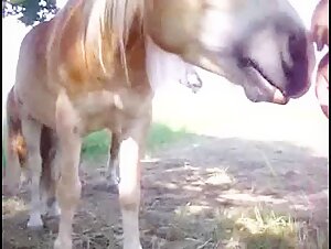 Frau und Pferd: eine bestialische Begegnung