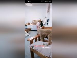 Asian Puppies and a Wild Orgy