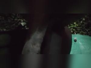 Wild night of sex: Dog devours its prey