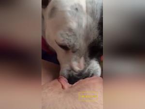 Fétichisme Canin :  Dévoilez les Desires Insondables