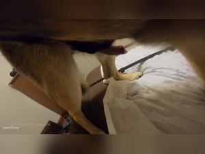 Diversión Canina: GSK9owner la deja sin piedad en doggystyle, con un toque especial