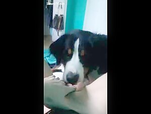 Naughty dog   licks sweet pussy