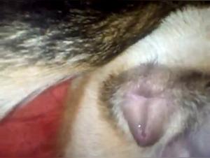 Animal Porn Videos: Brutal Desire Unveiled