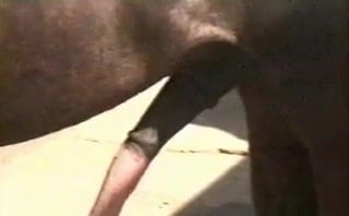 Orgia en el zoologico: puta azotada por caballos sin remision