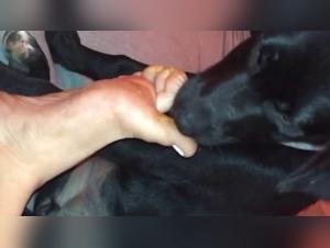 Dogcock -Herrschaft: unkontrollierbare Hundewut
