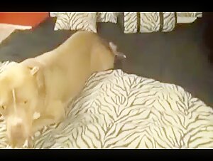 Rim das Hundchen