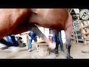 Woman and Horse: A Forbidden Encounter