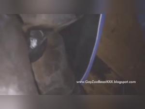 Unbezahmbares Verlangen: Milly und das Pferd - Teil 2