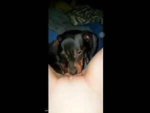 Einen neuen Hund ausbilden