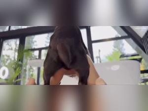 Valentine: Le désir sans limites, où l'animal prime