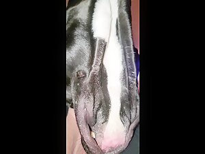 Gothic woman and her canine accomplice: a bestial encounter in HD