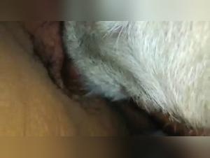 Desiderio animale: esplora le profondita del bacio con il cane