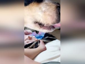 Leccate ossessionate: il cane domina la troia