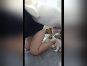 fetish orgies: wild animal love