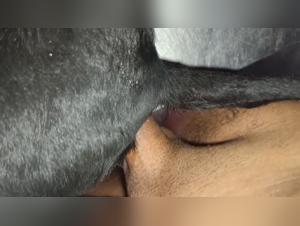 Animal Fuck: Orgie feline intense e decadenti