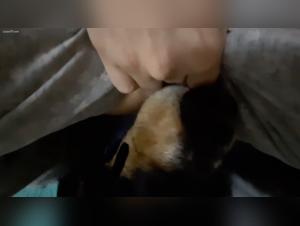 L'Enfer Animal : Baisers sauvages et pulsions insatiables